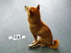 -柴源莊·柴小宠柴犬咖啡
