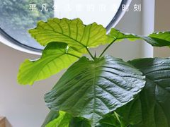 -素咫咖啡CLIFEROSE