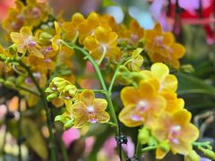 -双季花艺园艺市场(浦东店)