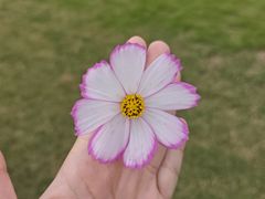 -花博汇(知音花月夜)