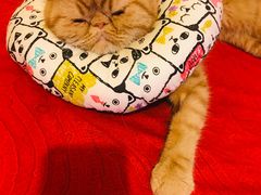 -北京观赏动物医院·24小时大型综合·猫专科·异宠专科