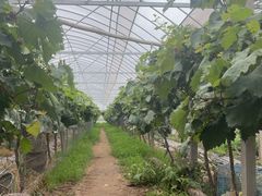 -马陆小张葡萄园农家乐