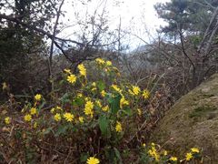 -沂蒙山旅游区云蒙景区(蒙山国家森林公园)