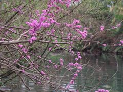 -花溪公园