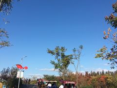 -上海长兴岛郊野公园