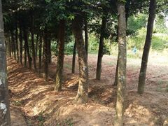 -香市公园-中国沉香文化博物馆