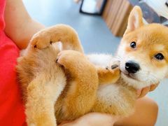 -柴源莊·柴小宠柴犬咖啡