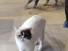 -平行世界·猫咖(首经贸店)
