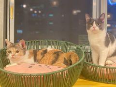 -Cappucimeow猫咪咖啡馆(韦伯时代店)