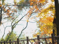 -广州市石门国家森林公园
