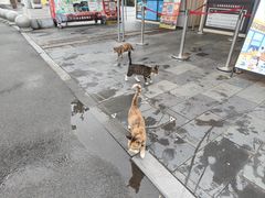 -东湖落雁景区