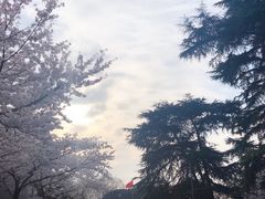 -武汉大学-樱园