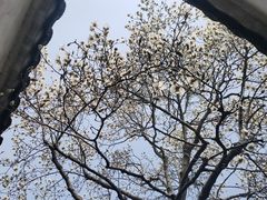 -艺圃