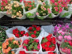 -溪岸路花鸟市场