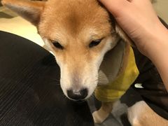 -逗柴咖啡屋·狗咖猫咖宠物桌游