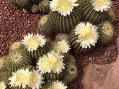 -南通洲际绿博园