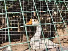 -大岭沟猕猴桃谷风景区