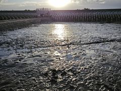 -南汇新城海滩