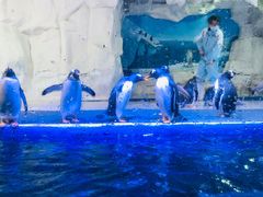 -华夏文旅海洋公园