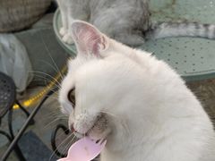 -喵屿·大理花园猫咖