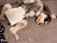 -唯美宠物生活馆(绿地国际生态城店)