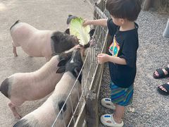 -前小桔亲子创意农场·草莓采摘·露营烧烤