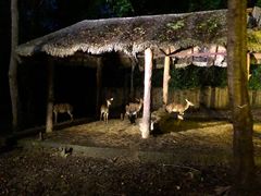 -清迈夜间动物园
