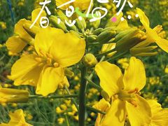 -天适樱花悠乐园