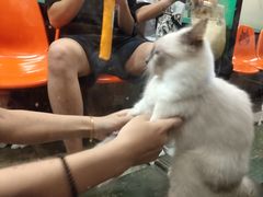 -猫咪博物馆(顶澳仔猫街店)