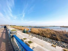 -合肥滨湖国家森林公园