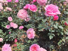 -人民公园(罗湖区)