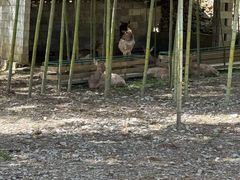 -鹿院坪生态旅游景区