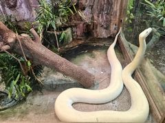 -上海大自然野生昆虫馆(东方明珠·爬宠昆虫探索中心)