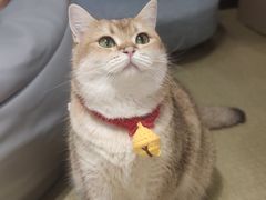 -逗柴咖啡屋·狗咖猫咖宠物桌游