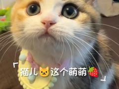 -Bastet sally猫舍购宠(静安店)