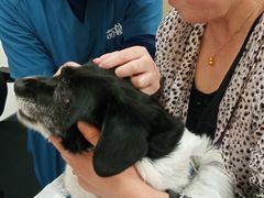-萌兽医馆·犬猫专科·眼科中心·宠物医院(朝阳门分院)