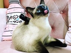 -Double Rui宠物酒店