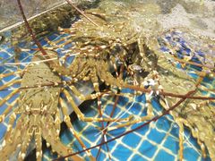 -三亚火车头万人海鲜广场