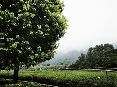 -龙坞茶村