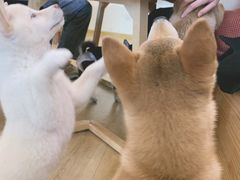 -柴犬小屋·柴餐厅·狗咖食堂(金鼎广场店)