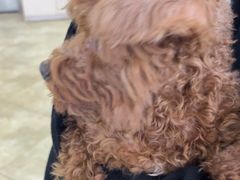 -美联众合动物医院·24h转诊中心