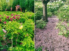 -洛阳市隋唐城遗址植物园