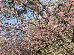 -南汇桃花村