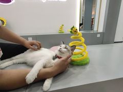 -糯米喵星人·撸猫猫舍咖啡馆(西市场嘉华店)