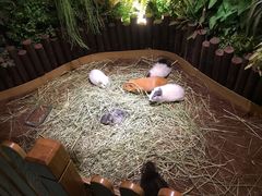 -藦茜花园宠物主题亲子互动体验馆(国顺东路店)