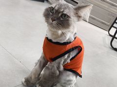 -Heymao猫咖.咖啡厅(东门店)