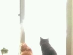 -达爱动物医院·犬猫分区·CT·复杂眼科(远洋山水分院)