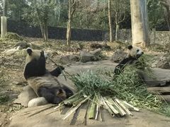 -都江堰中华大熊猫苑