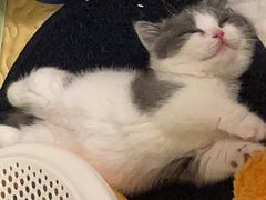 -momokira米努特·德文卷毛猫·棉花面纱犬