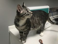 -关爱宠物医院·猫科中心·消化科(滨湖万达分院)